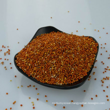 Chinese Red millet in husk on hot sale